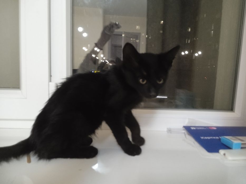 Кошеня шукає сім'ю