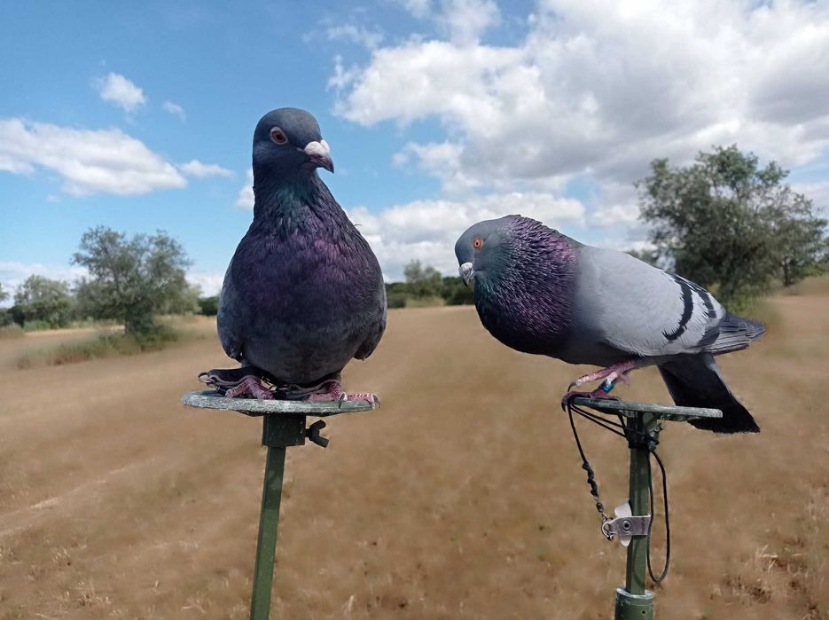 Pombos de várias raças para negaça