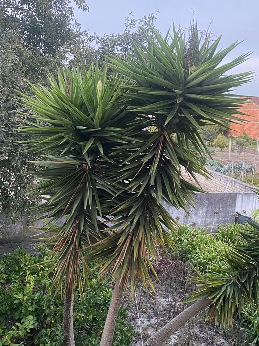 Yuccas adultas - Aveiro
