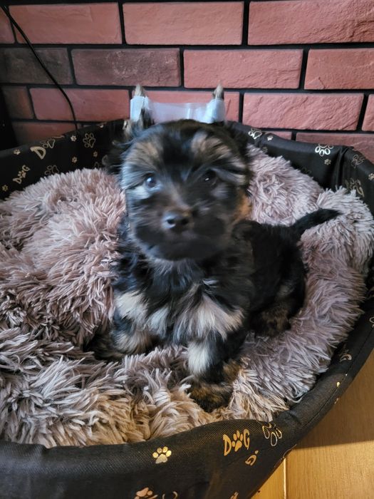 Yorkshire Terrier szczeniak