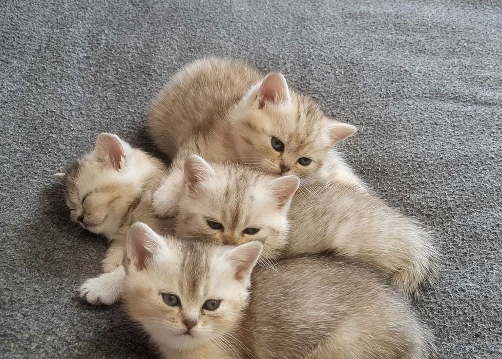 Шотландські кошенята