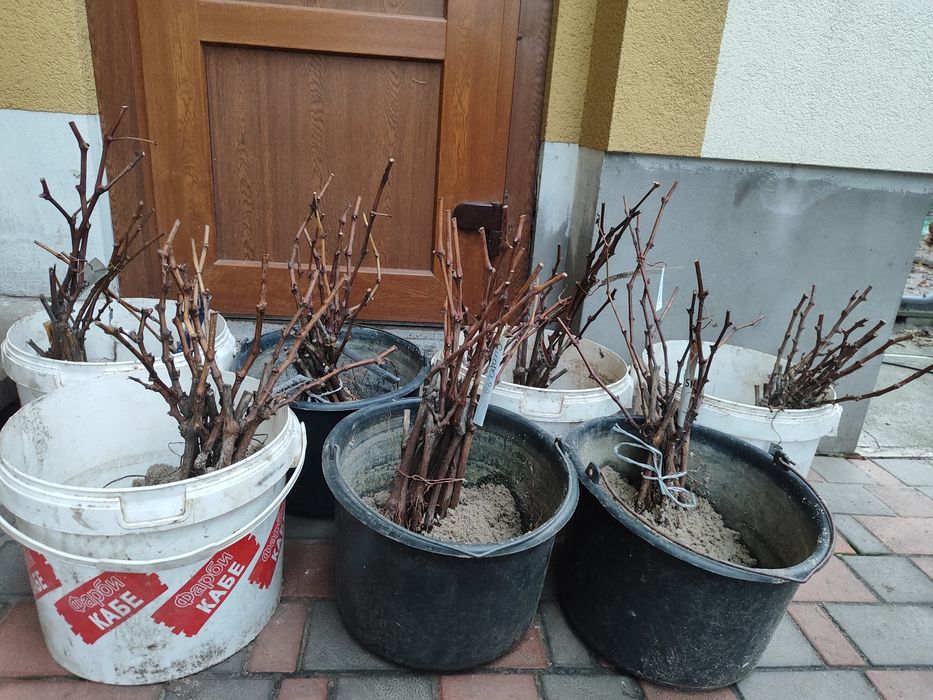 Продам однорічні саджанці винограду