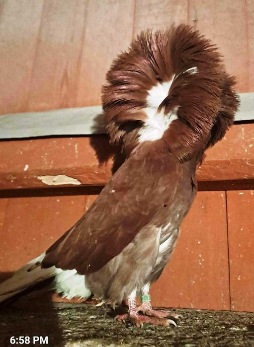 Sprzedam gołębie rasy perukarz