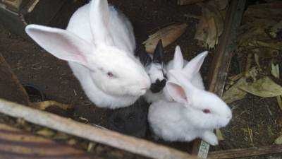 Кролі  термони, бургундська- продам