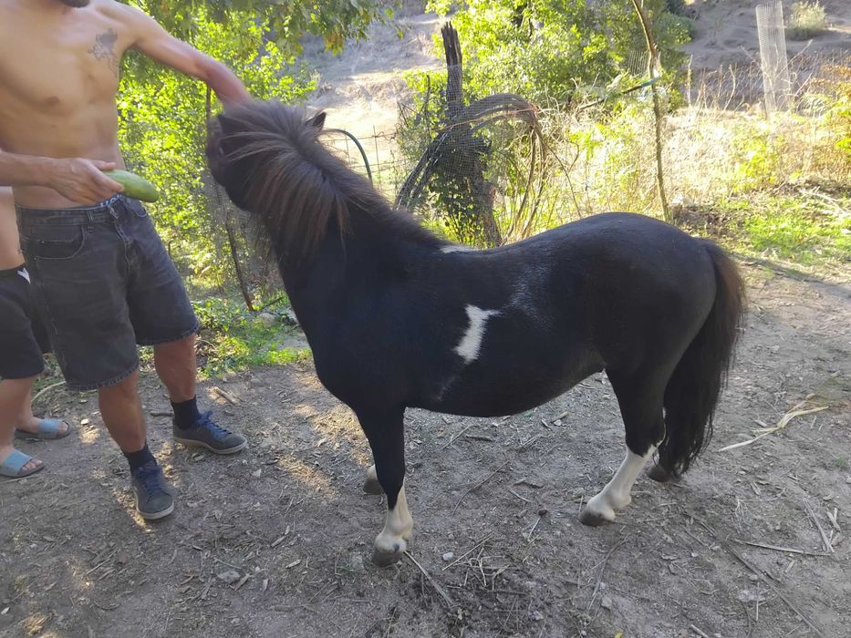 Animais cavalos e póneis