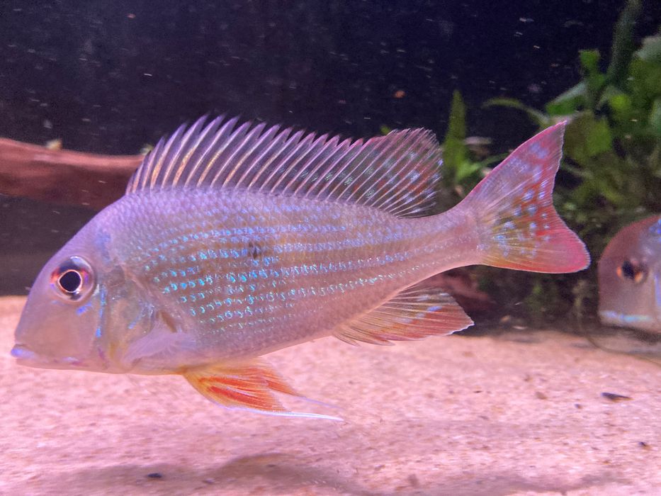 Geophagus Altifrons