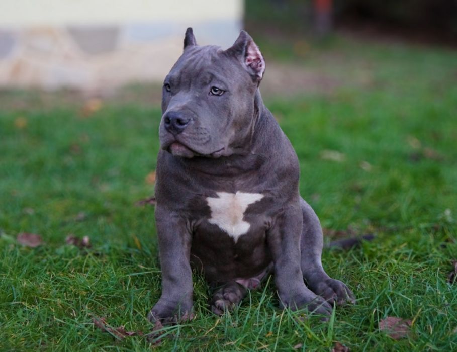 American Bully Pocket pies