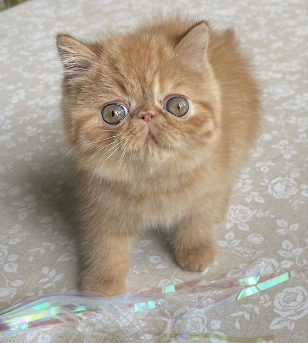 Экзотический красавчик