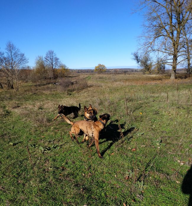 Кінолог, Вет- лікар, Зоопсихолог професійний!Полтава.