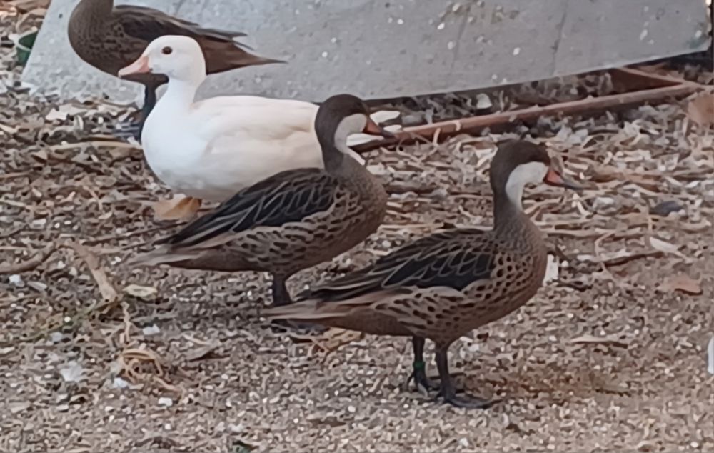 Patos bem tratados de várias espécies,  para si