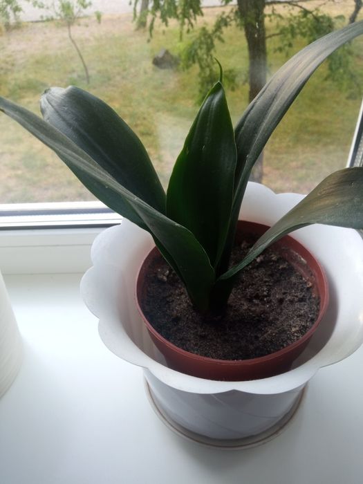 Сансев'єрія вазон