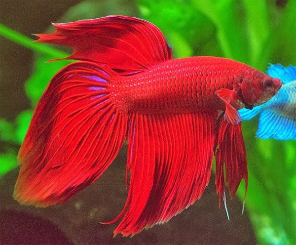 Подарунок - Королівська рибка в акваріумі на 5 л