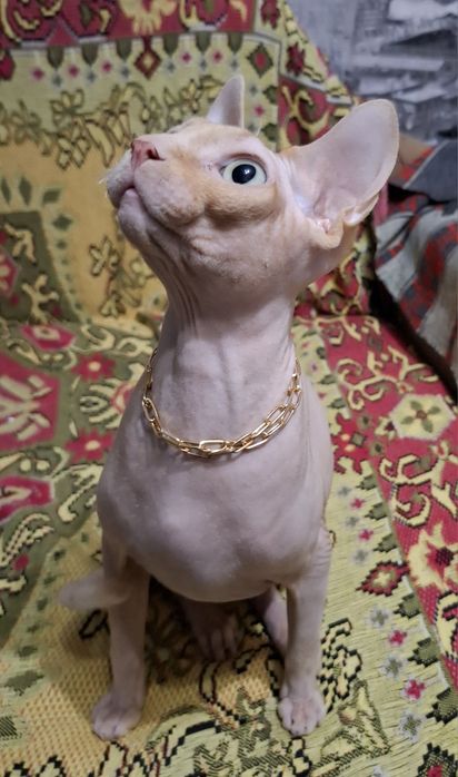 Молодой Канадский сфинкс ищет подругу!)