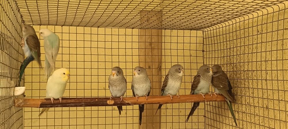 Periquitos asas negras azuis