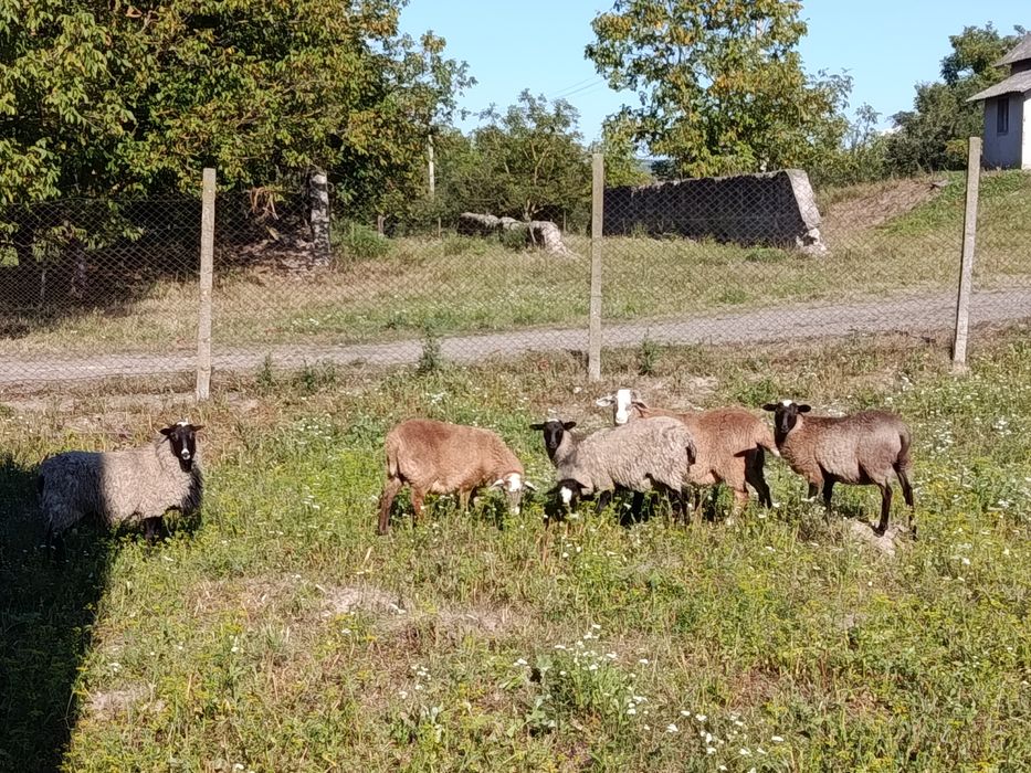 Вівці романовські.