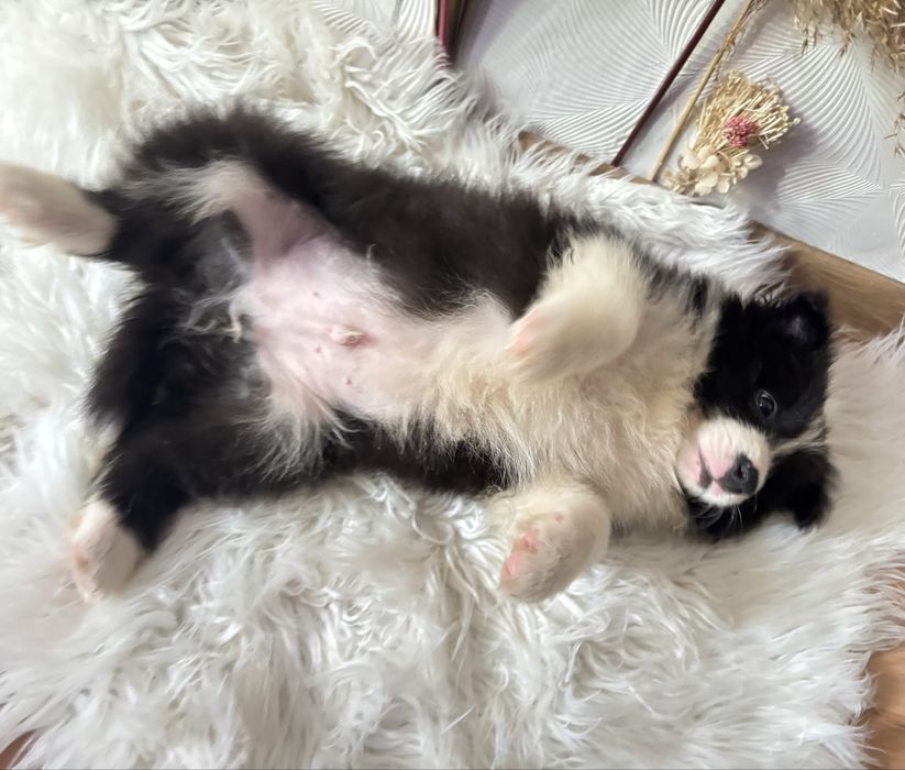 Border collie szczenię z rodowodem