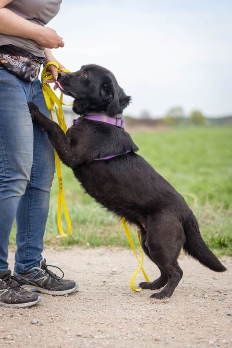 Megi polecam się do adopcji Schronisko Nadzieja Napierki