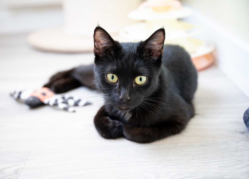 Kotka do adopcji - AVA, 2 lata