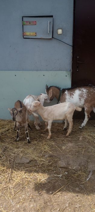 Sprzedam kozę i koziolki
