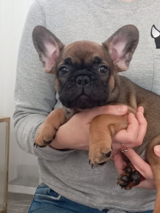 Szczeniaki Buldog Francuski