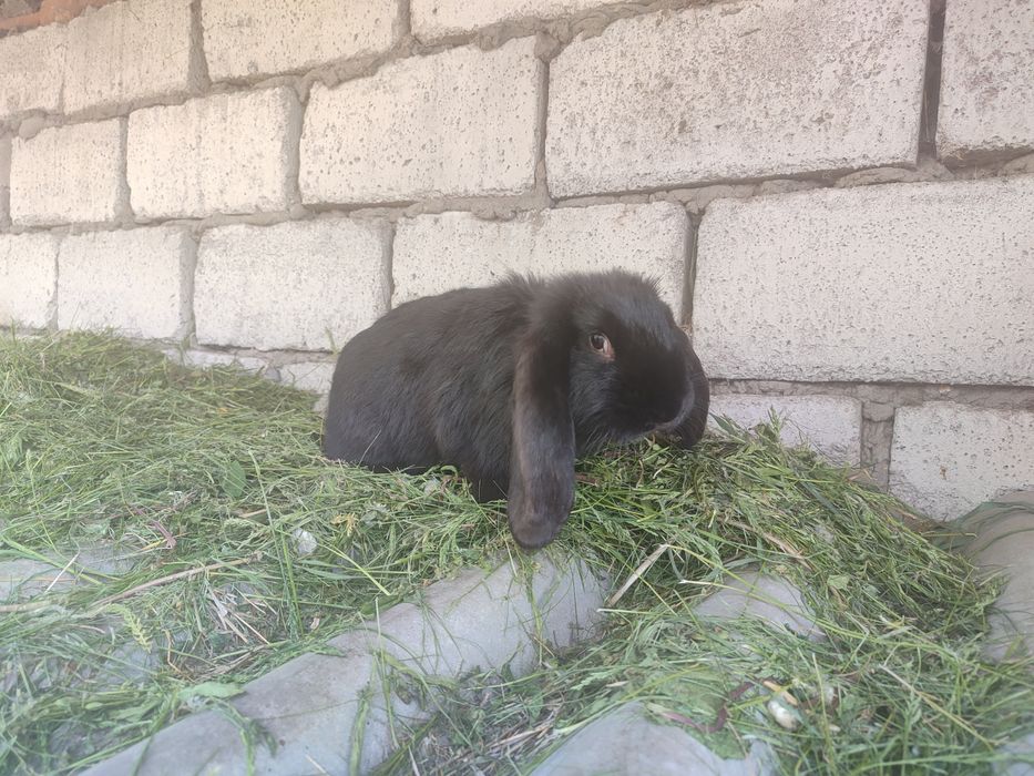 Французький баран