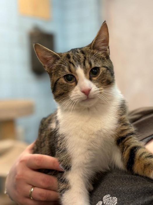 Timon młody kocurek szuka domu