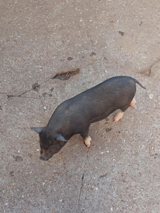 4 porcos pretos de 2 meses  - Santa Maria Da Feira