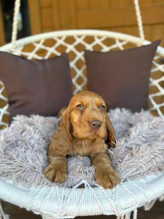 Cocker spaniel angielski Piesek