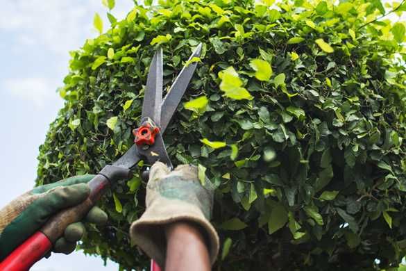 Уход за садом, стрижка хвойников, кустов, деревьев, уборка мусора