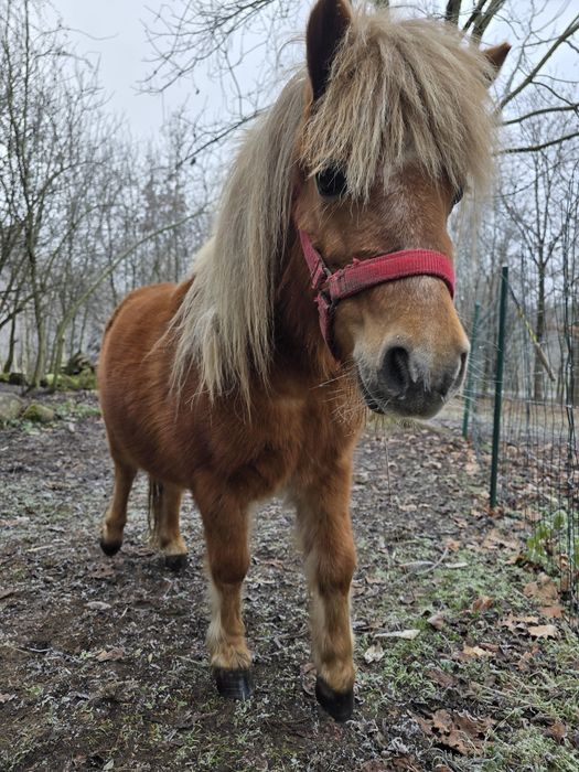 Kucyk, klacz, 5/10 lat