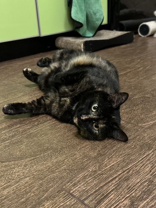 Кішка Марсі шукає сімʼю