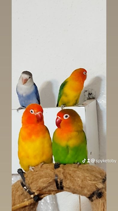 Vendo Agapornis Fischers Opalino.