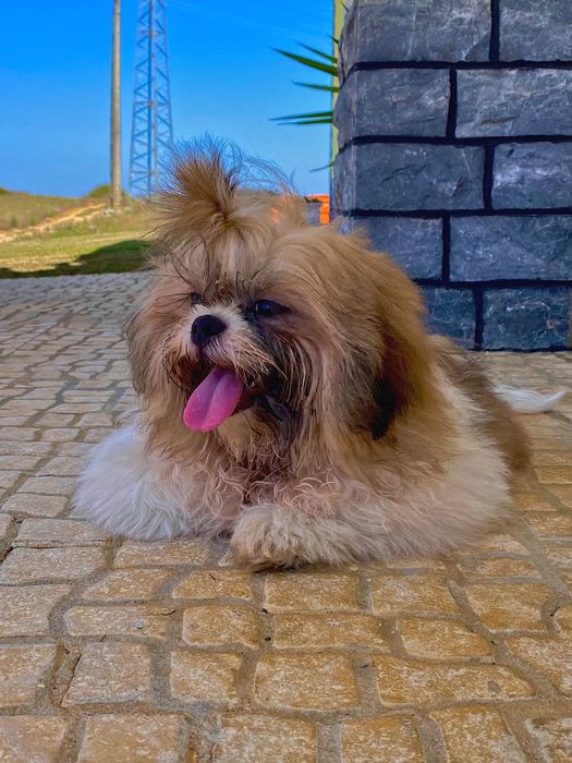 Shih tzu macho bonito