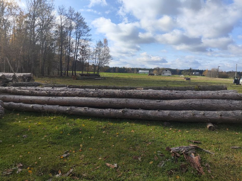 Sosna drzewo tartaczne, dąb pcd