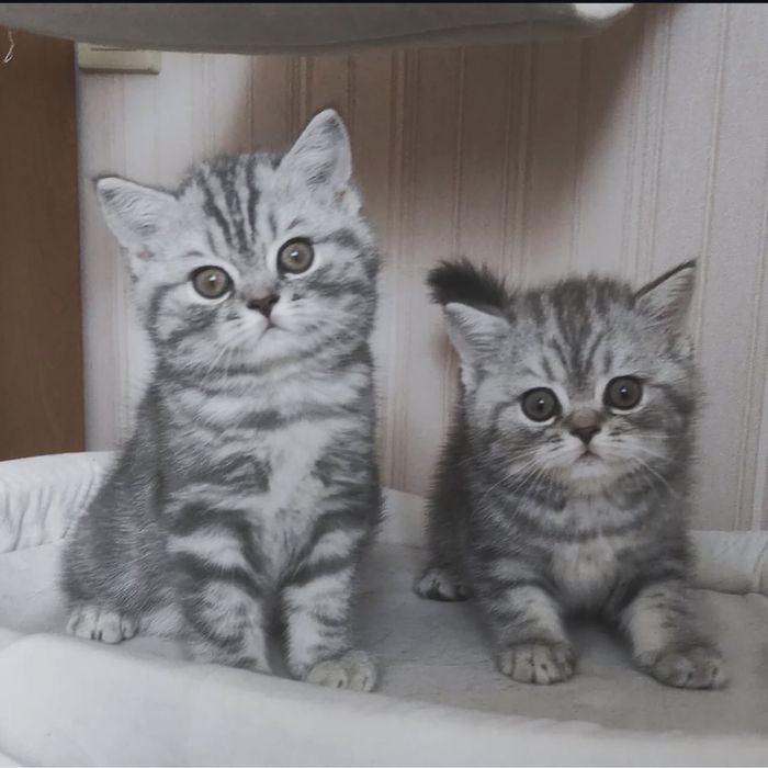 Чудові  котейки