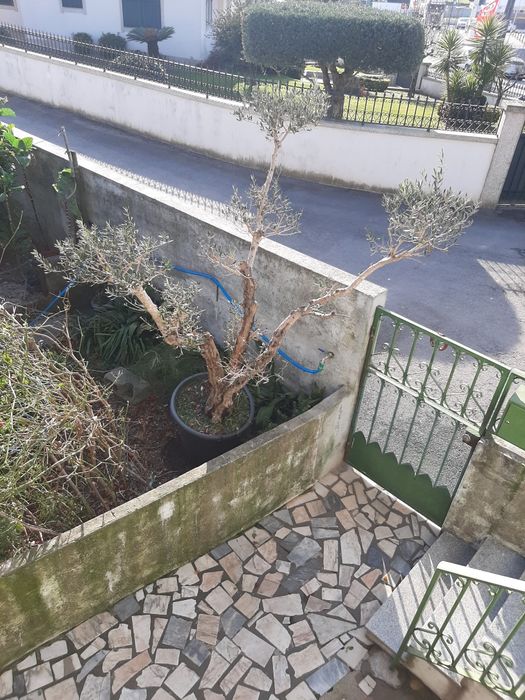 Oliveira para jardim