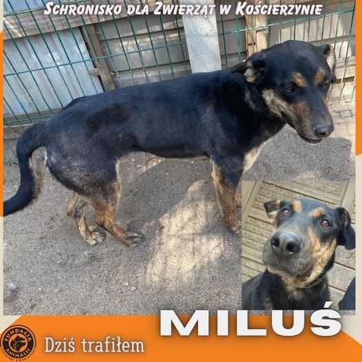 Znaleziono psa - Lipnica/Kościerzyna