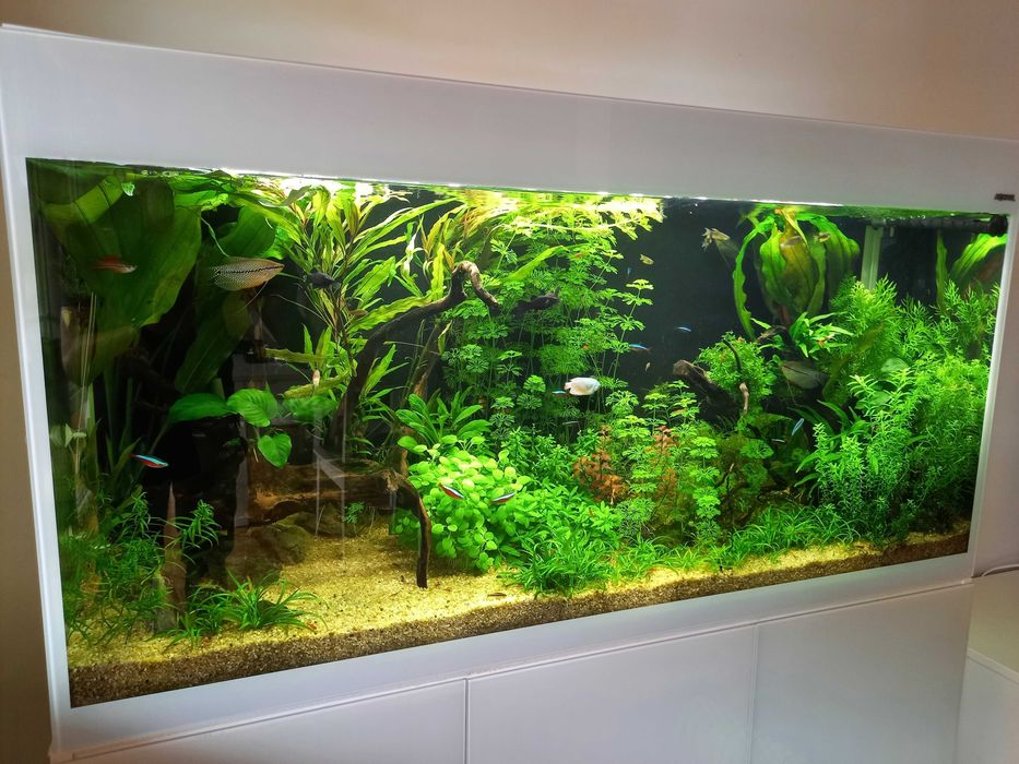 akwarium Aquael Glossy ST 120 + szafka 260 litrów + gratisy