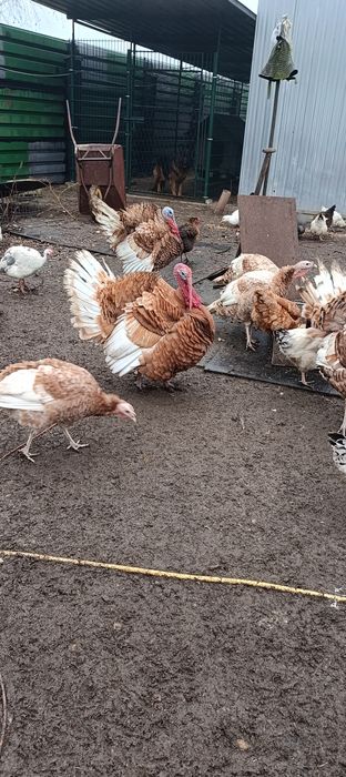 Indory  staropolskie młode !