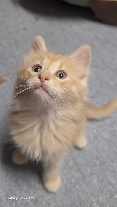 Gatinho Bébe da raça  Bosque da Noruega