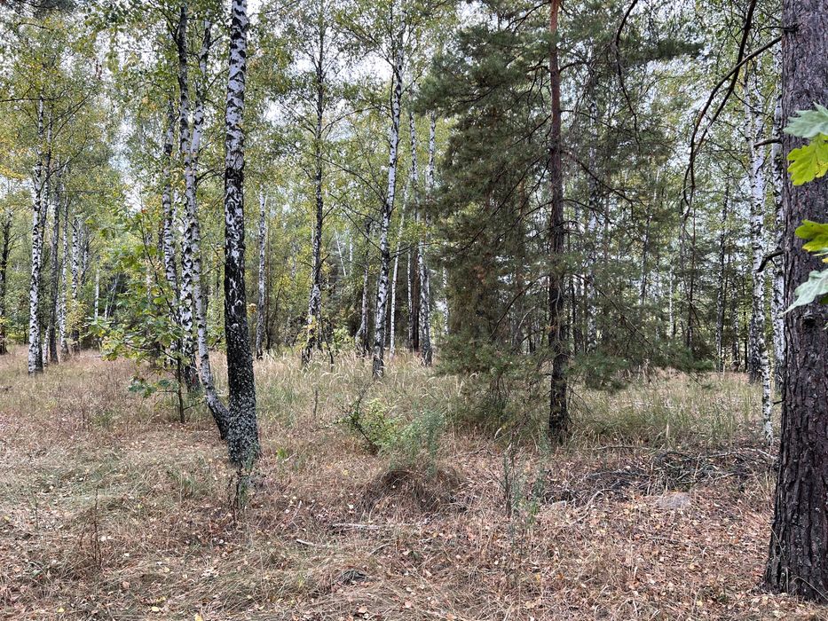 Продам 12 соток з соснами Вища Дубечня