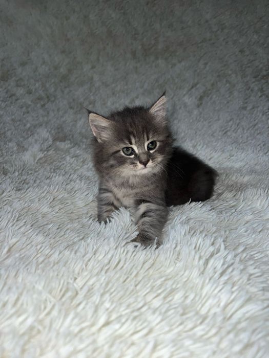 Продам котика британська весловуха