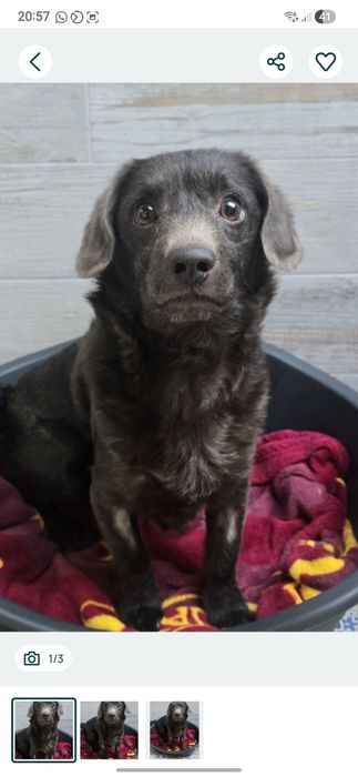 Do adopcji 10kg samiec
