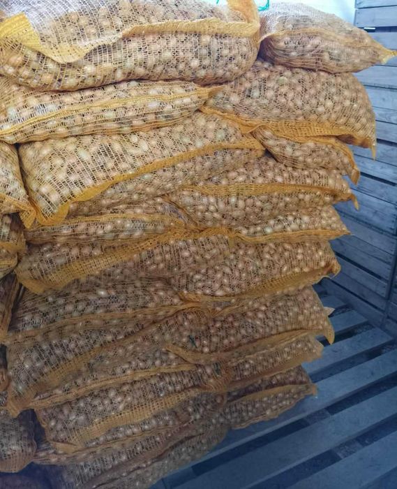 Cebula Dymka Efekt hurtowe ilości