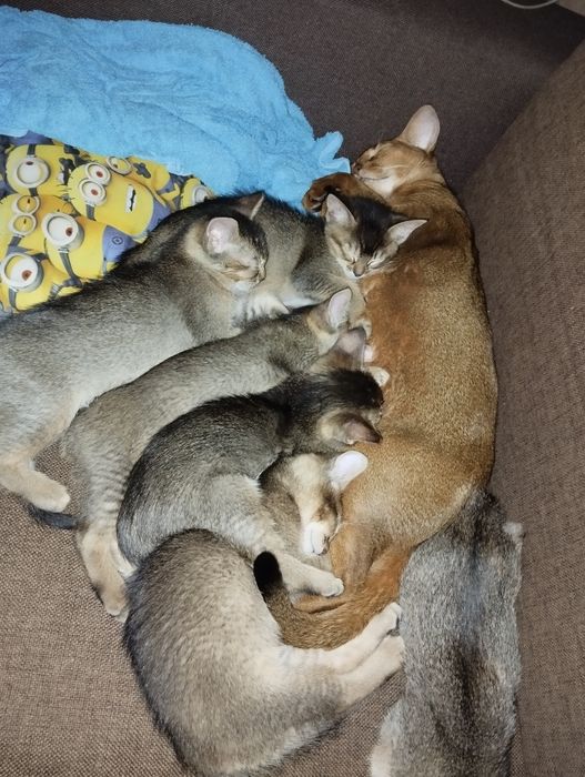 Кошенята абіссінської кішки