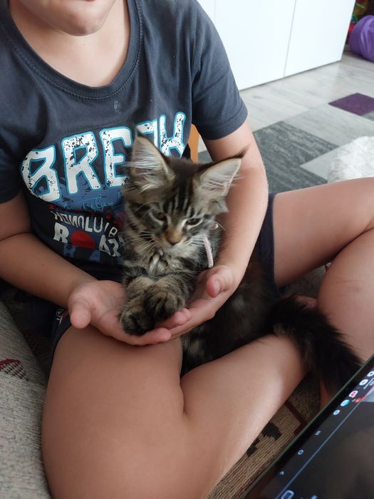 Koteczka rasy Maine Coon z rodowodem