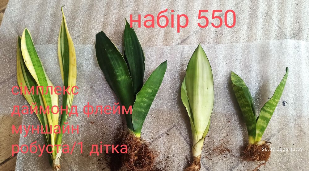 Набори сансевієрій