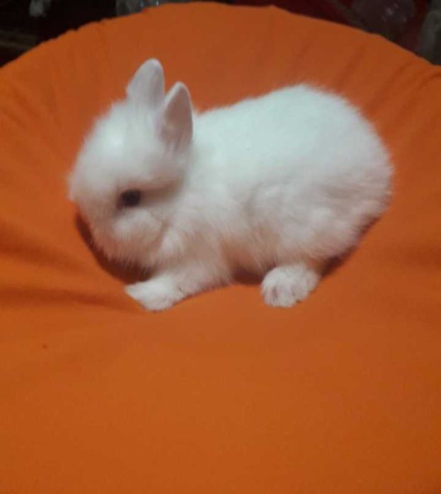 Декоративні кролики,  декоративний кролик.