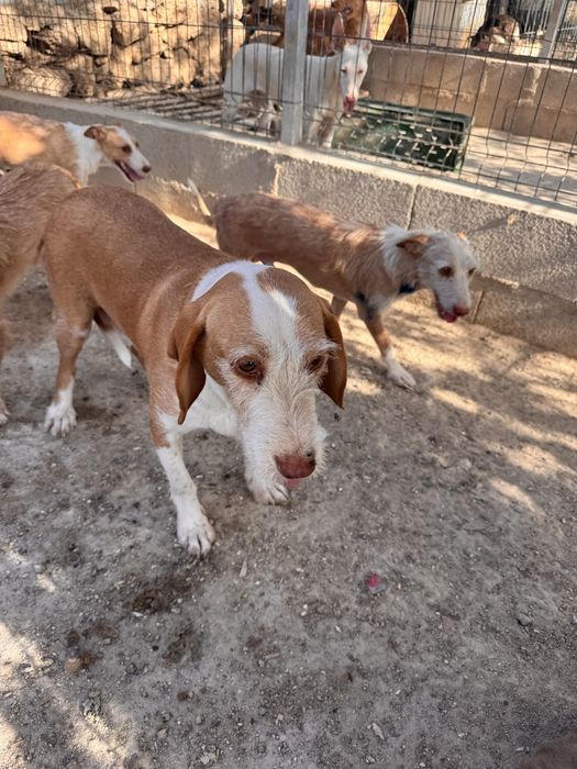 Cães  para dispensar