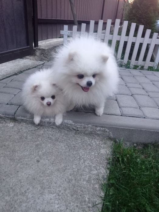 Пропонується В'язка  хлопчик з документами КСУ